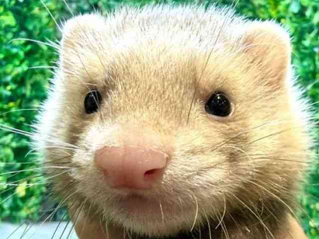 
                    マーシャル