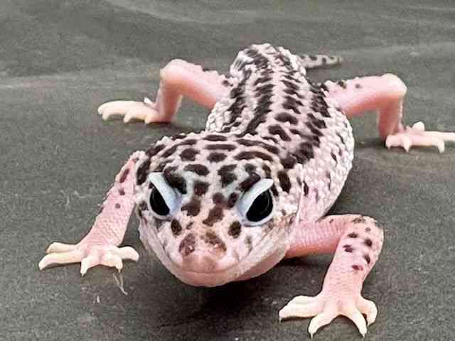 ヒョウモントカゲモドキ