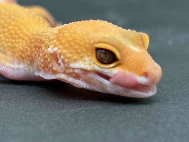 ヒョウモントカゲモドキ