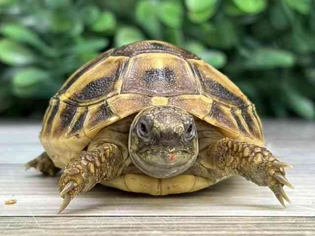 ヘルマンリクガメ