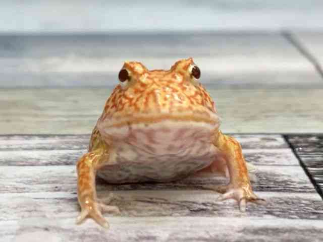 クランウェルツノガエル