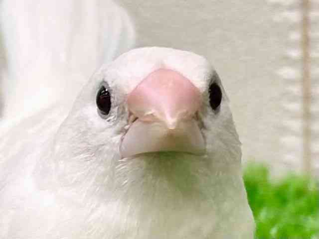 
                    ジュウシマツ