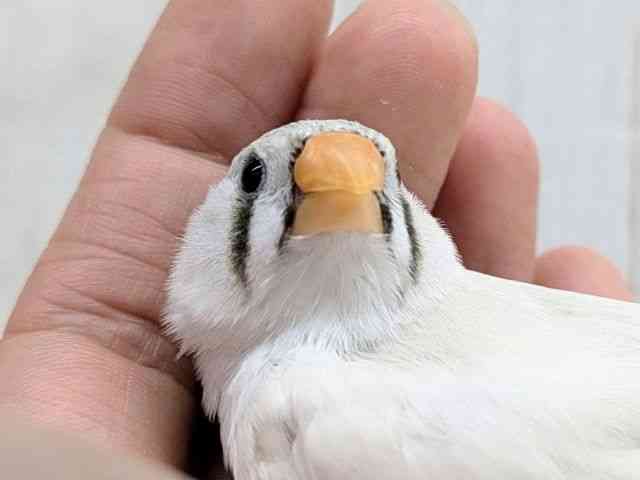 
                    キンカチョウ