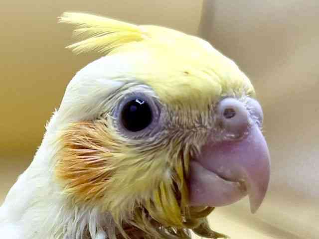 
                    オカメインコ