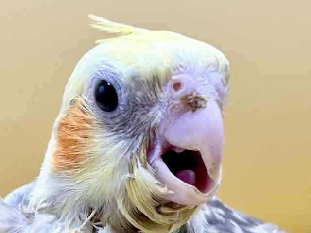 
                    オカメインコ