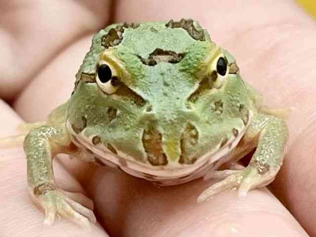 クランウェルツノガエル