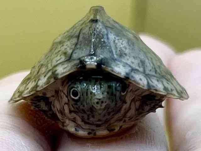 カブトニオイガメ