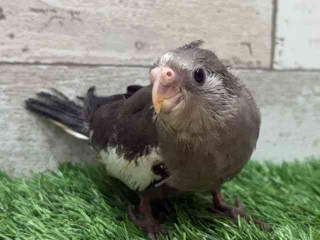 
                    オカメインコ