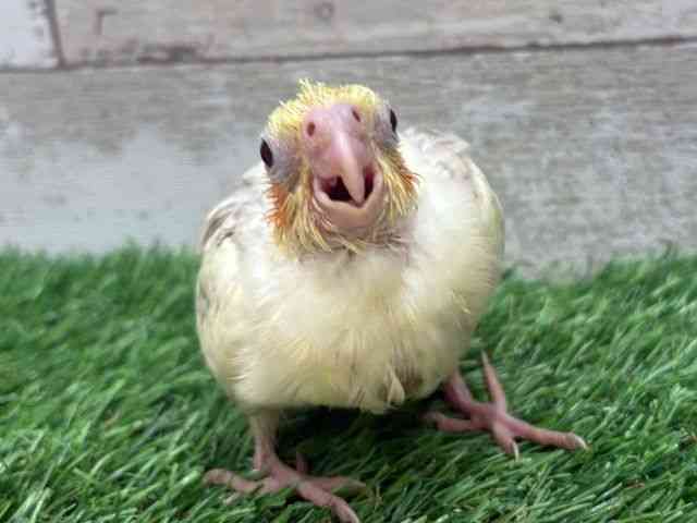 
                    オカメインコ