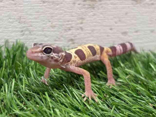 ヒョウモントカゲモドキ