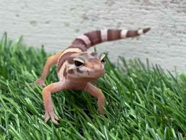 ヒョウモントカゲモドキ