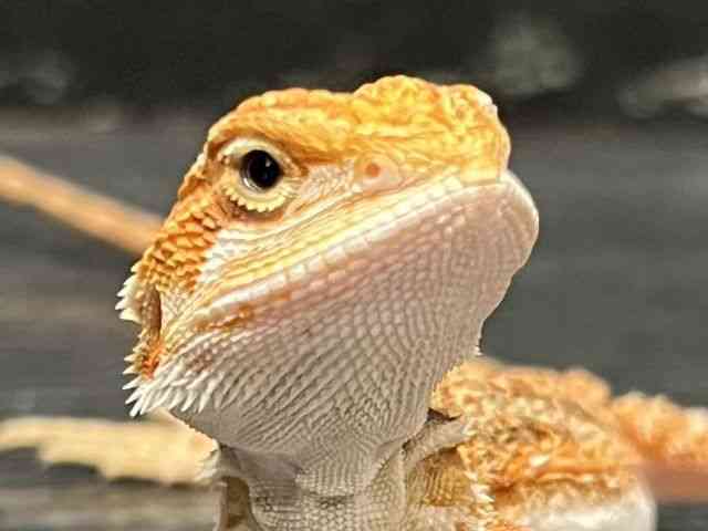 フトアゴヒゲトカゲ