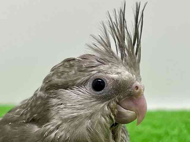 
                    オカメインコ