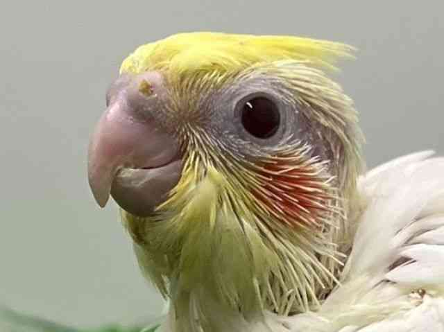 
                    オカメインコ