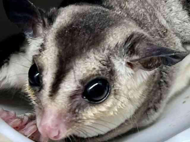 
                    フクロモモンガ