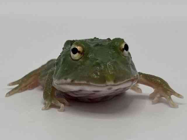 クランウェルツノガエル