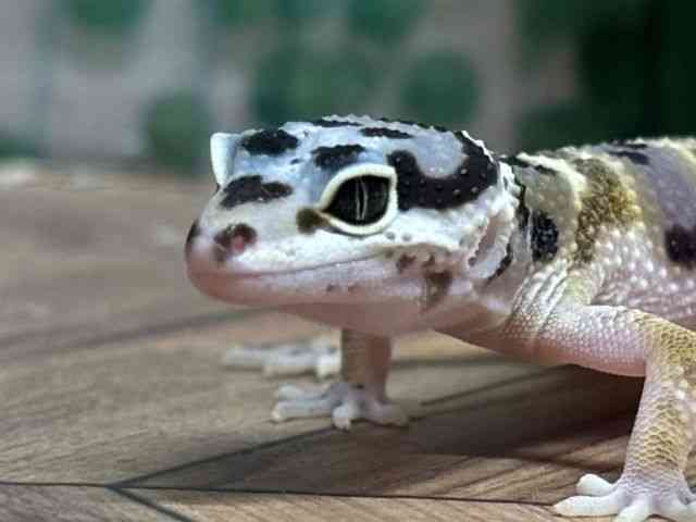 ヒョウモントカゲモドキ
