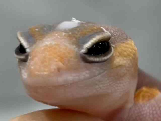 ニシアフリカトカゲモドキ