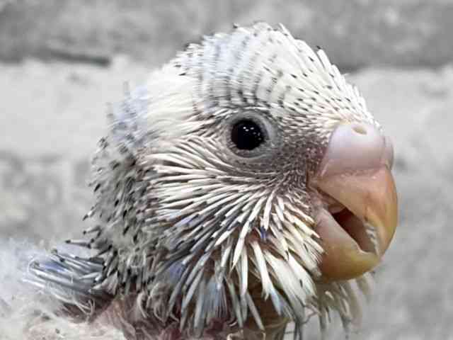 
                    セキセイインコ