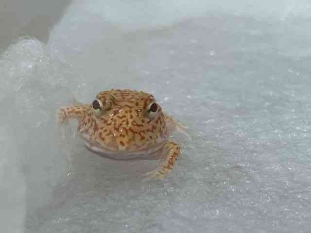 ツノガエル（その他）