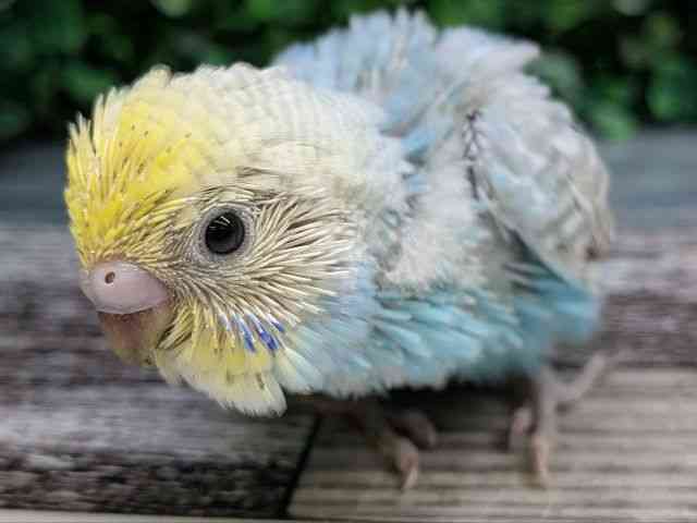 
                    セキセイインコ