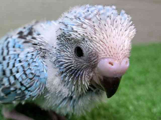 
                    セキセイインコ