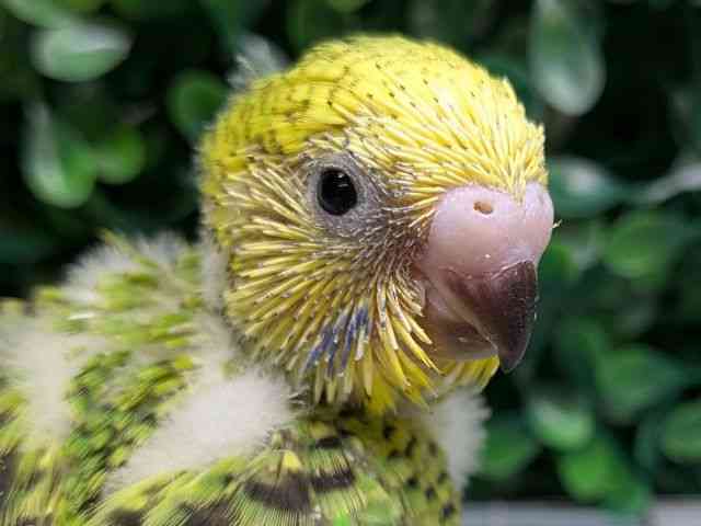 
                    セキセイインコ