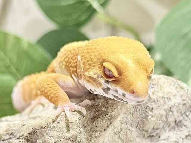 ヒョウモントカゲモドキ