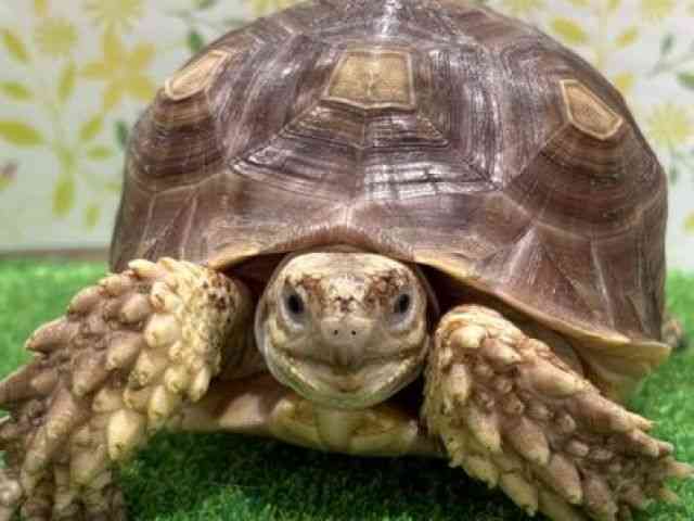 ケヅメリクガメ