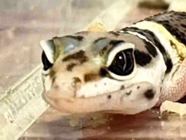 ヒョウモントカゲモドキ