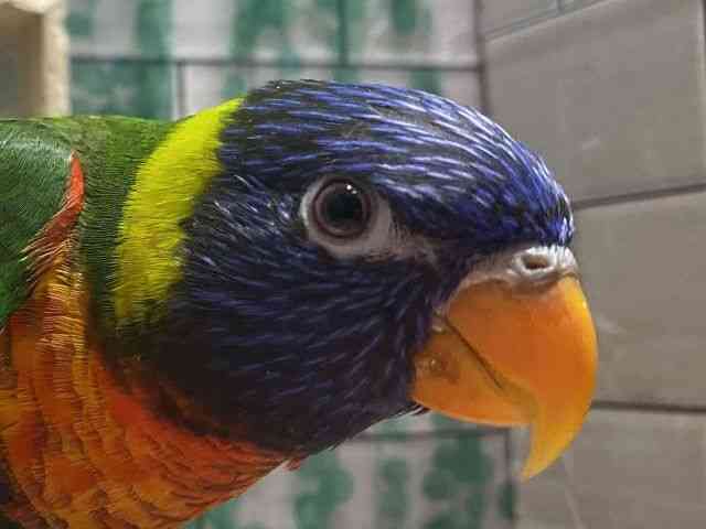 
                    ゴシキセイガイインコ