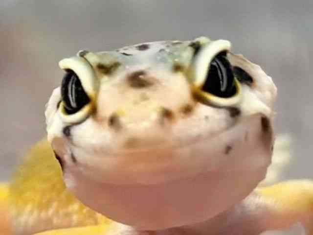 ヒョウモントカゲモドキ