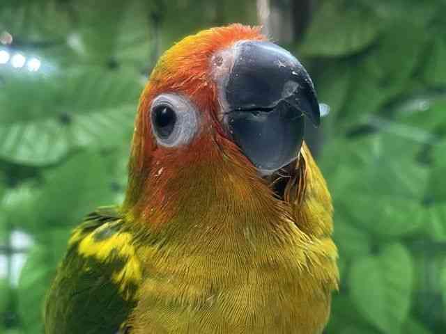 
                    コガネメキシコインコ