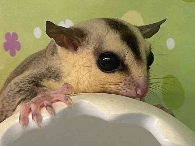 
                    フクロモモンガ