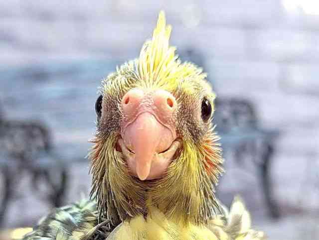 
                    オカメインコ