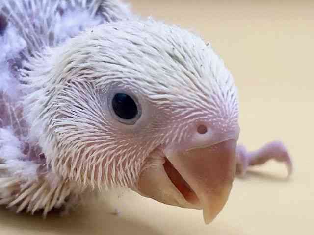 
                    コザクラインコ
