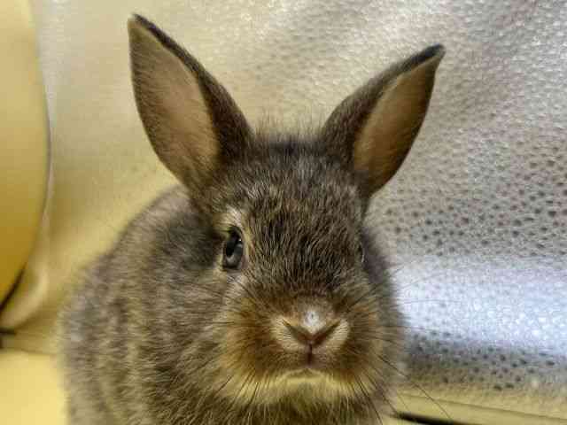 
                    ライオンラビット