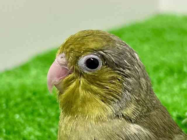 
                    マメルリハ