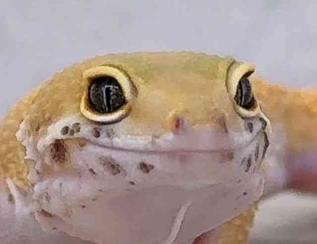 ヒョウモントカゲモドキ