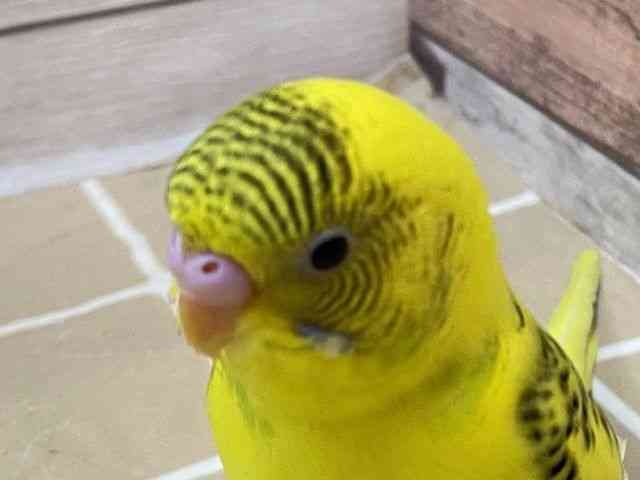 
                    セキセイインコ