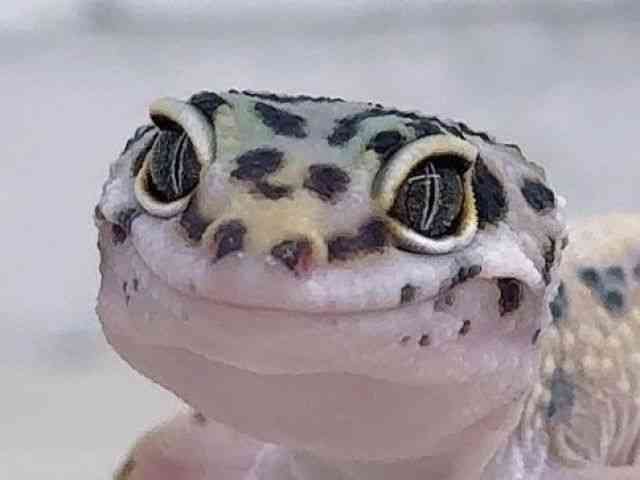 ヒョウモントカゲモドキ