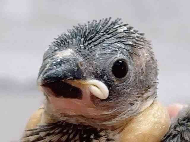 
                    ブンチョウ