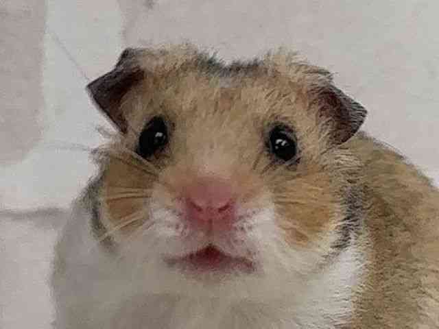 
                    ゴールデン