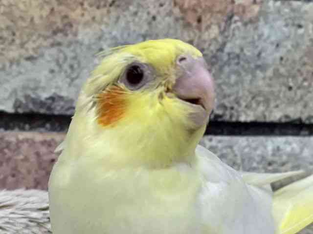 
                    オカメインコ