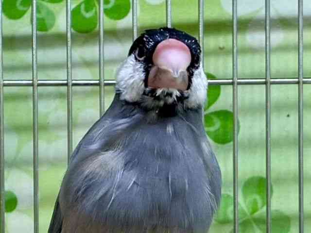 
                    コキンチョウ