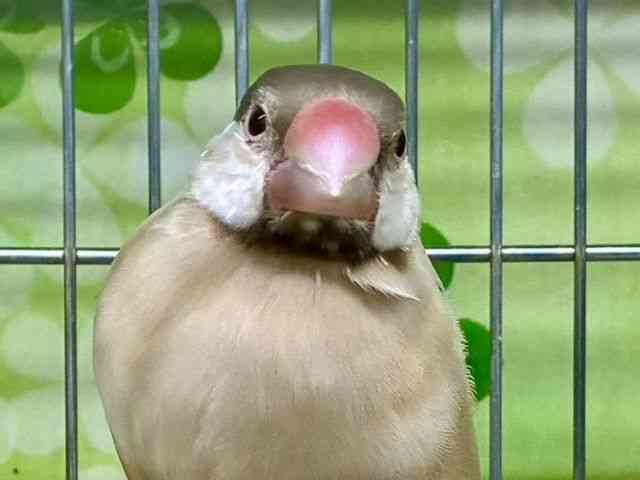 
                    コキンチョウ