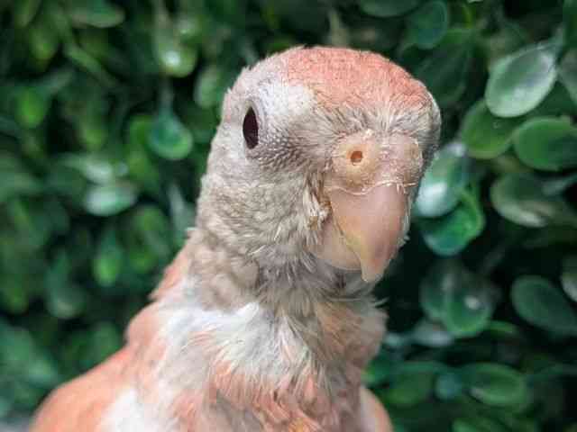 
                    アキクサインコ