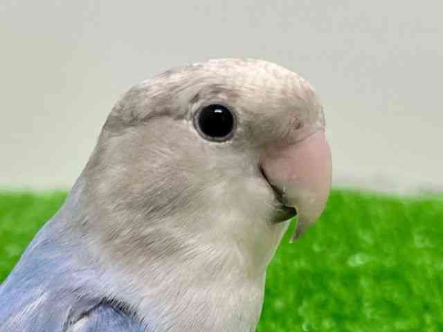 
                    コザクラインコ
