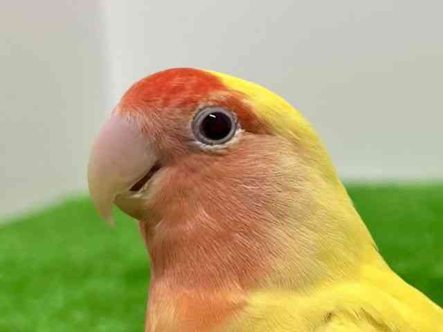 
                    コザクラインコ