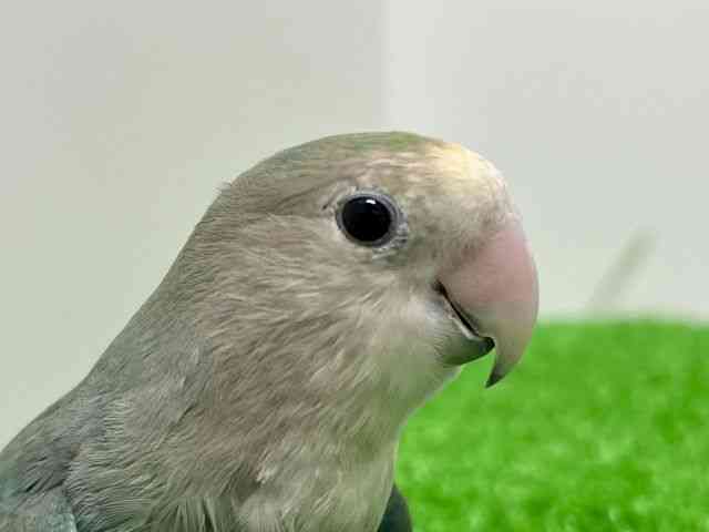 
                    コザクラインコ